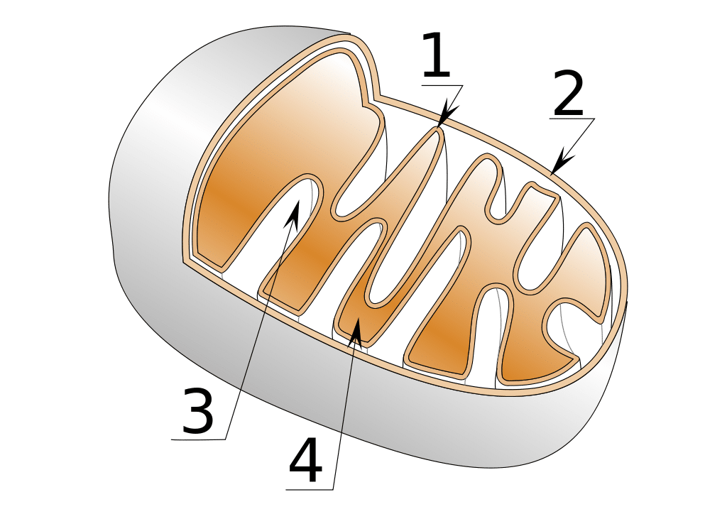 Het mitochondrion