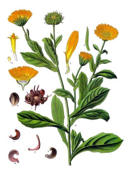 Calendula officinalis (goudsbloem)