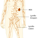 Opgezette lymfeklieren in lies: oorzaak lymfeklierzwelling