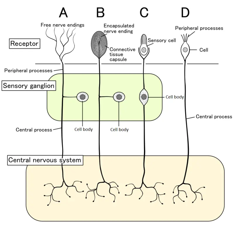 Structuur van het menselijk zintuigelijke zenuwstelsel