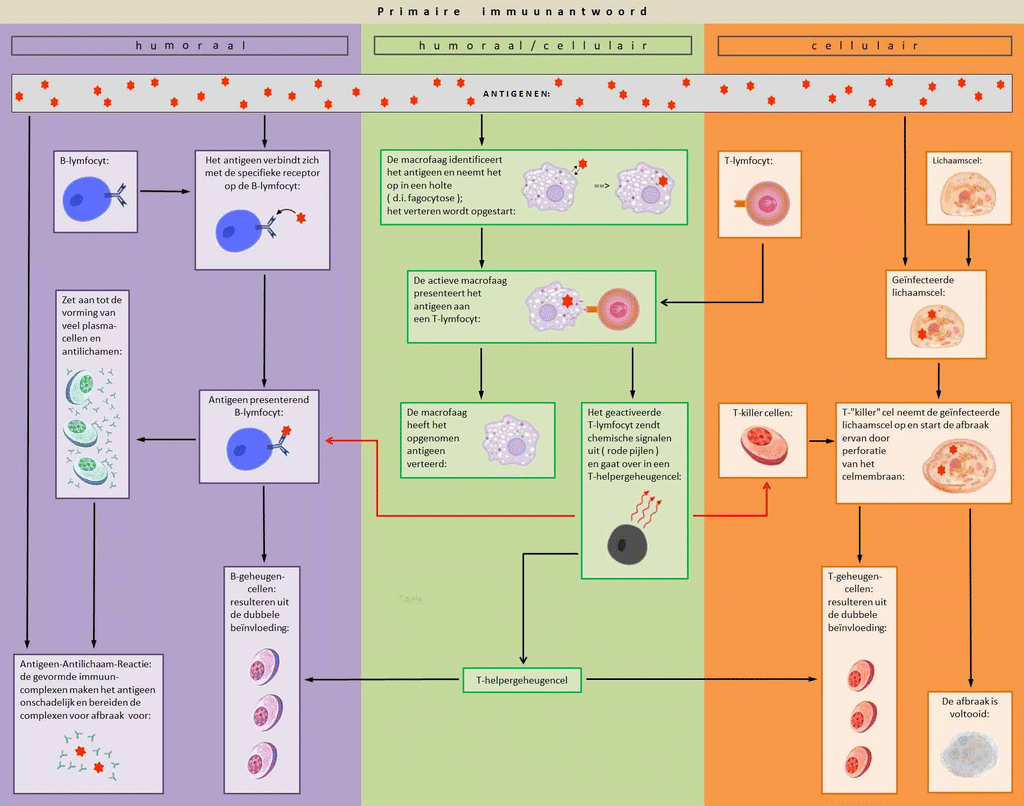 Vereenvoudigde weergave van het primaire immuunantwoord op binnengedrongen antigenen