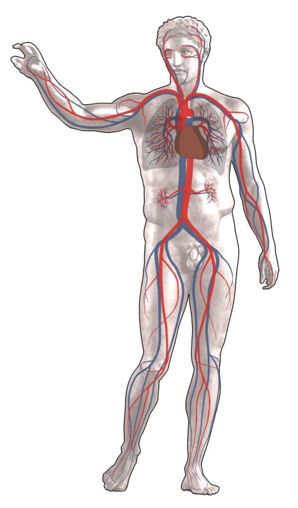 De afbeelding toont een illustratie van het menselijk bloedvatenstelsel. Dit systeem, ook wel het cardiovasculaire systeem genoemd, bestaat uit het hart en de bloedvaten die door het hele lichaam lopen.
