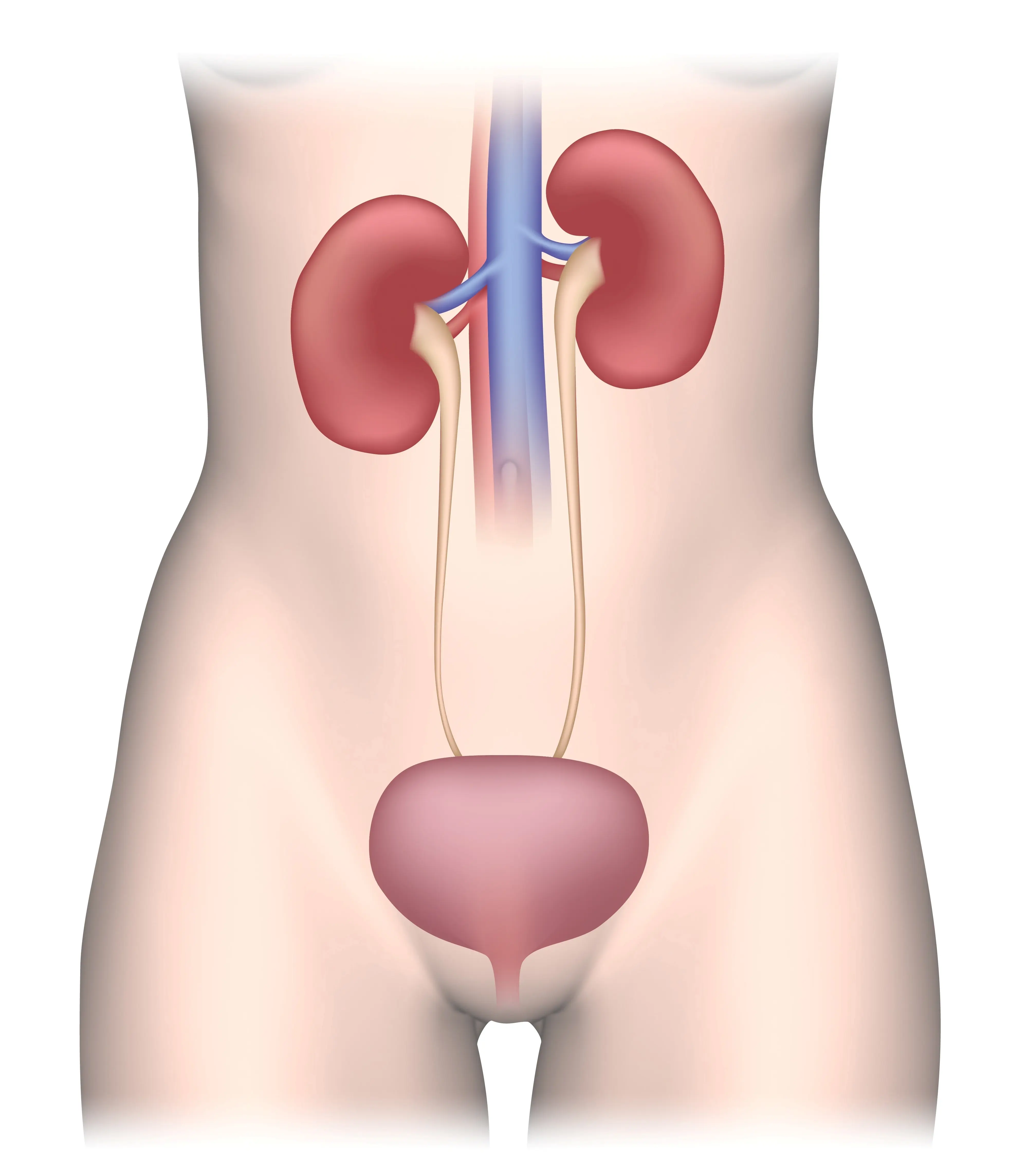 Urinewegsysteem of urinestelsel