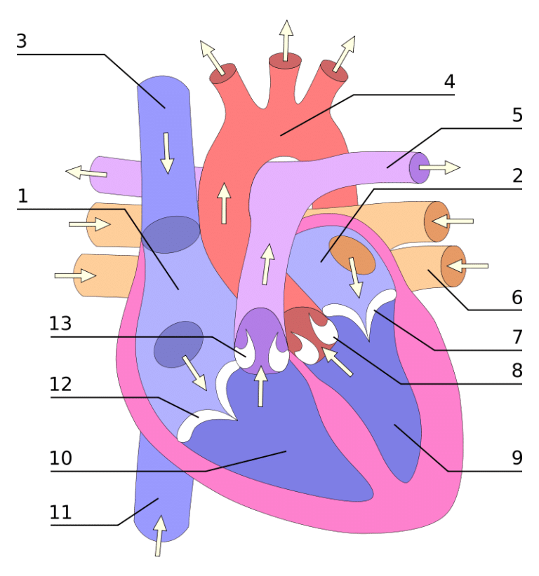 Welke organen zitten links in je