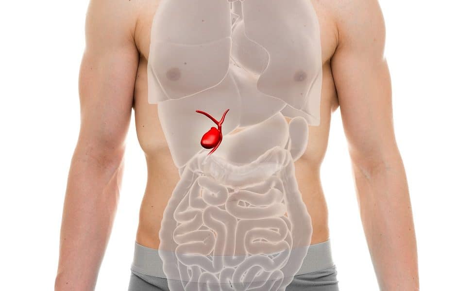 Foto van een man met een semi-transparante anatomische overlay van de organen, waarbij de galblaas rood gemarkeerd is net onder de lever, in de rechterbovenbuik.