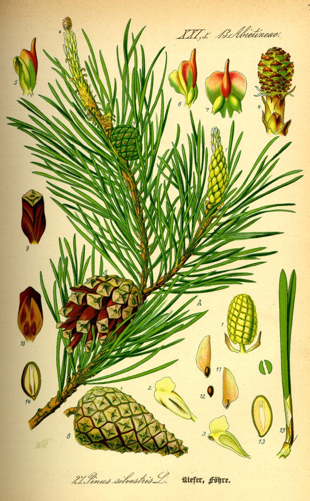 Pinus sylvestris (Grove den,Vliegden)