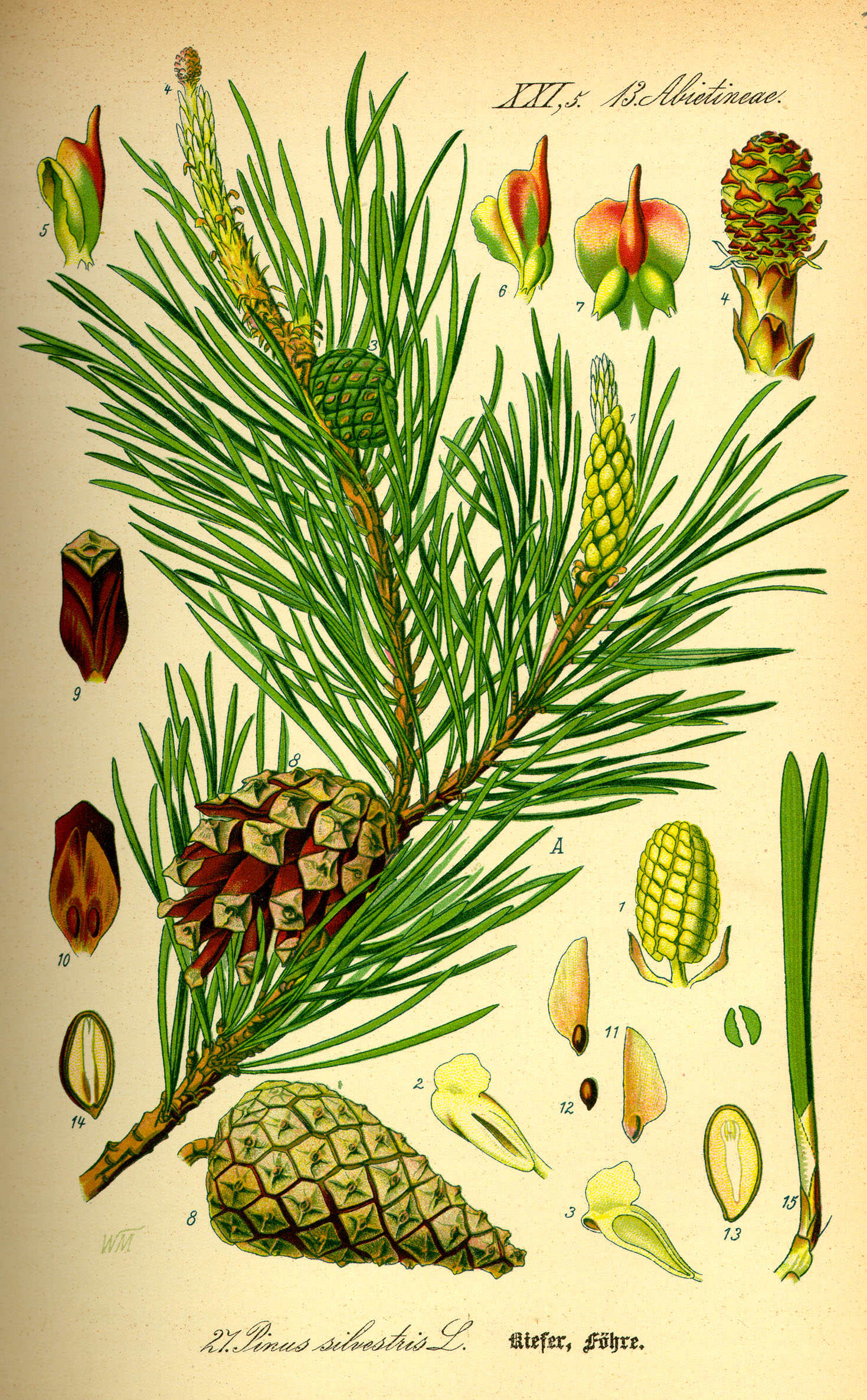 Pinus sylvestris (Grove den,Vliegden)