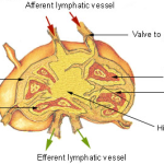 Structuur van een lymfeknoop