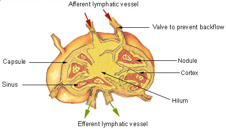 Structuur van een lymfeknoop