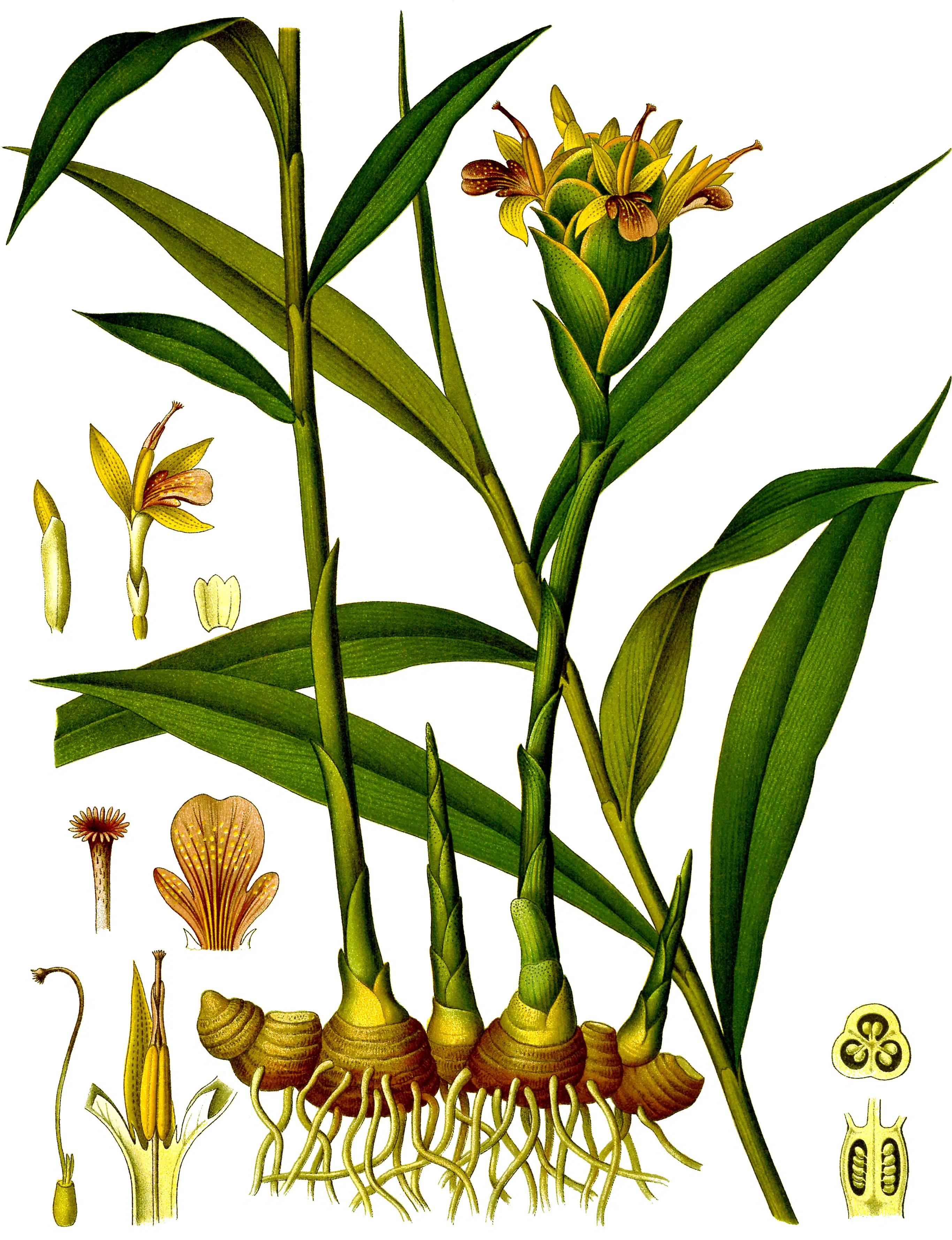 Gemberplant (Zingiber officinale)