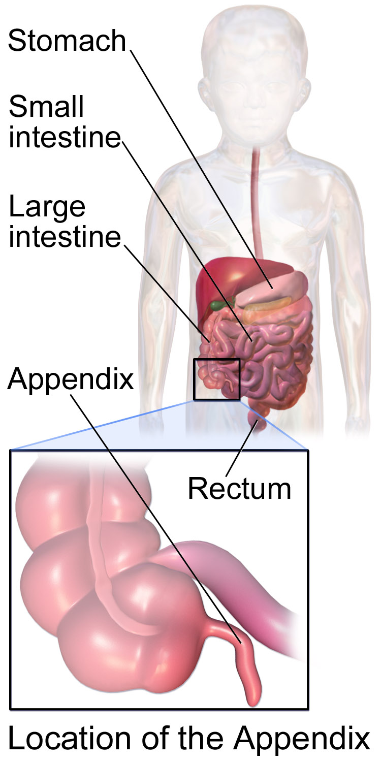 Ligging van de appendix in het lichaam
