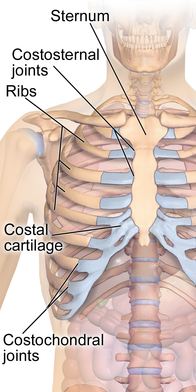 Anatomie van het ribkraakbeen