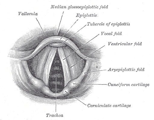 Het strotklepje of epiglottis 