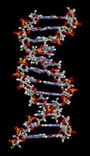 DNA is een molecuul (polynucleotide) dat al het erfelijk materiaal van een organisme bevat