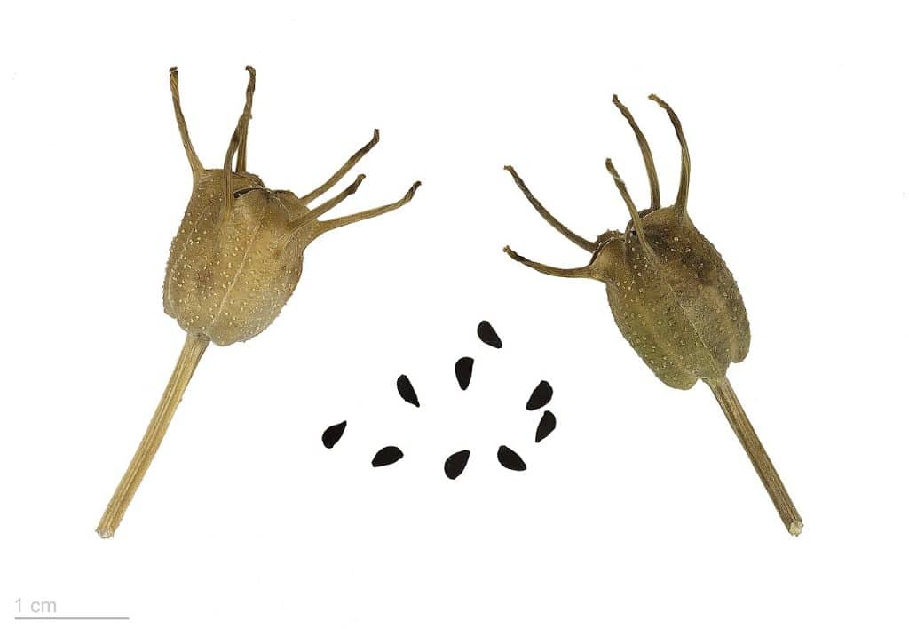 Zaden van de zwarte komijn