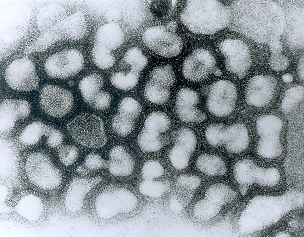 influenza A virus (griepvirus)