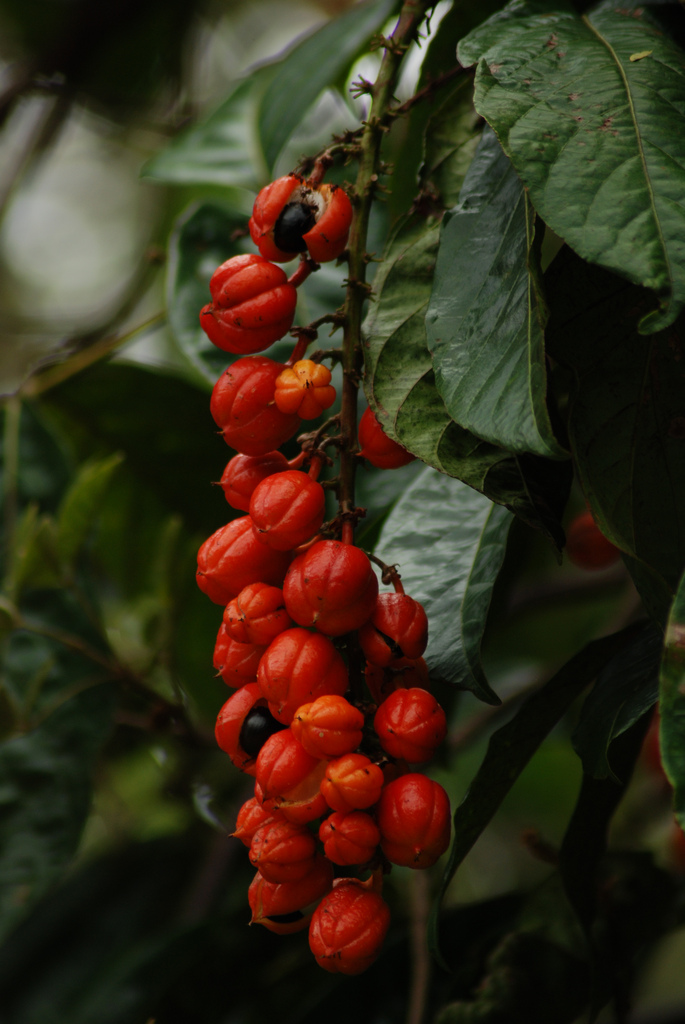 De guaranabes bevat hoge concentraties aan cafeïne, veel hoger dan in koffie, thee of frisdranken gevonden wordt