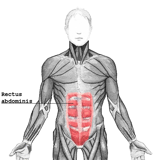 De musculus rectus abdominis of rechte buikspier