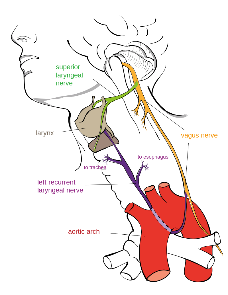 De nervus laryngeus recurrens