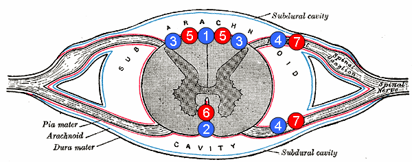 Dwarsdoorsnede door het ruggenmerg. De structuur met het label 6 is de anterieure spinale slagader en de twee achterste spinale slagaders zijn gelabeld 5.