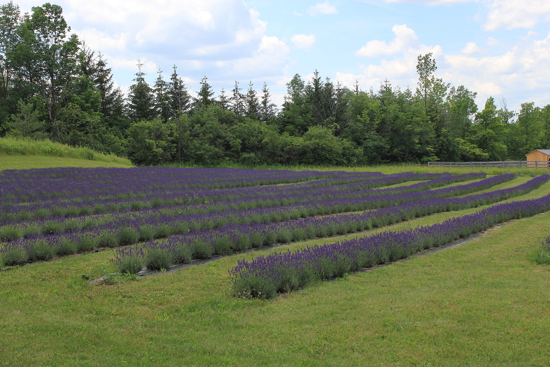Lavendelkwekerij in Canada