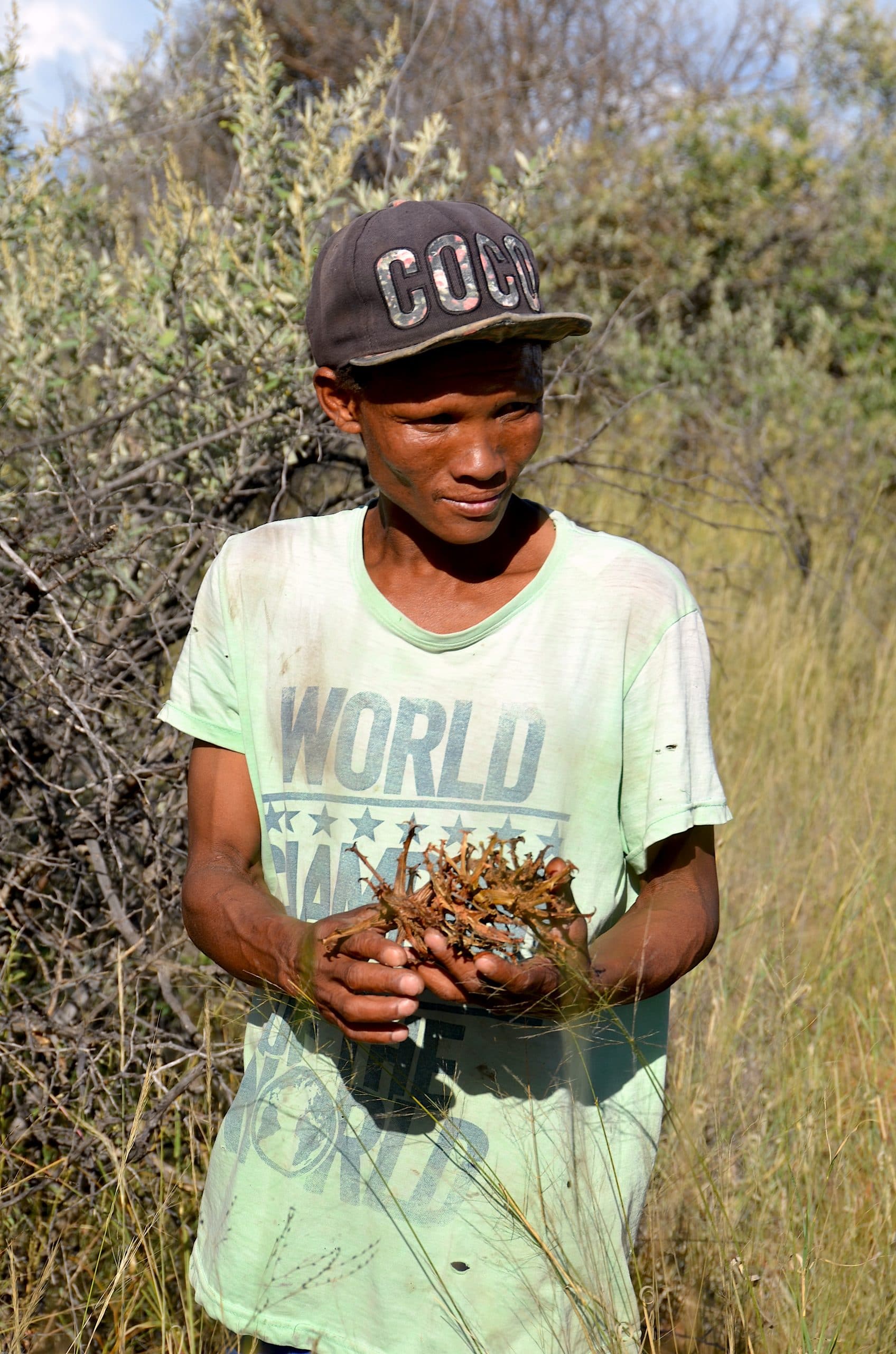 San-man verzamelt duivelsklauw in Namibië (2017)
