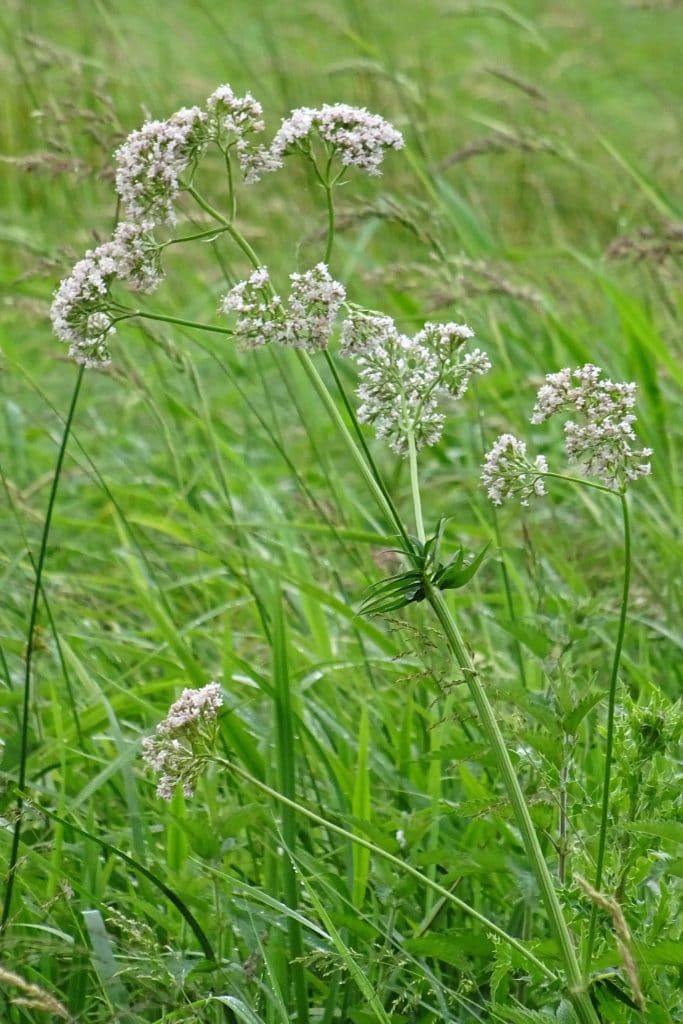 De plant op de afbeelding is Echte valeriaan (Valeriana officinalis).