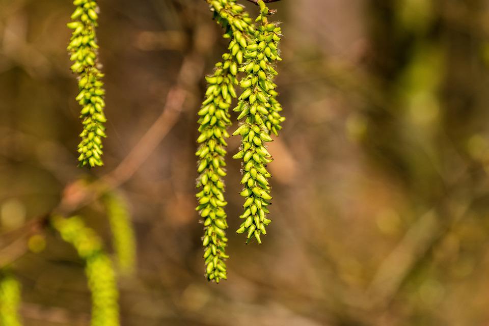 De hazelaars zijn samen met de els de eerste planten die na de winter in bloei komen. Ze kunnen van januari tot begin april pollen aan de lucht afgeven.