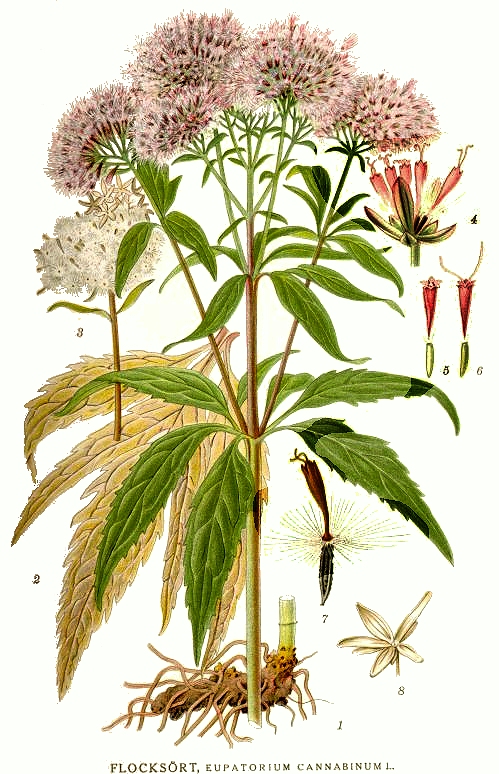 Botanische tekening van Koninginnekruid