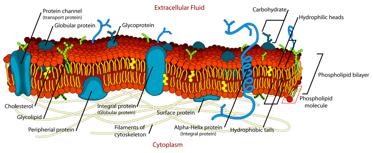 Het celmembraan scheidt de intracellulaire van de extracellulaire vloeistof