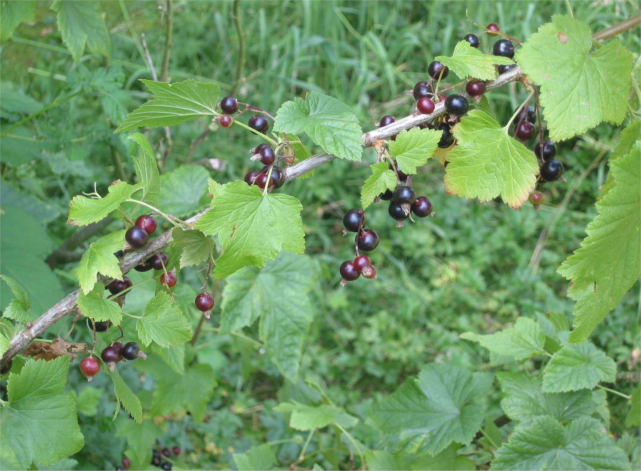 Zwarte bes (Ribes nigrum)