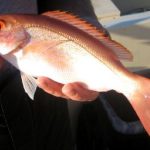 Ciguatera-visvergiftiging: symptomen van voedselvergiftiging door het eten van vis