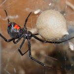 Zwarte weduwe: spin met dodelijke beet in Nederland