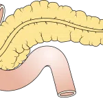 Alvleesklier of pancreas