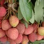 Lychee-vruchten op een markt in West-Bengalen, India. Foto genomen in juni 2022.