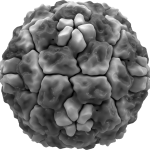 Rhinovirus