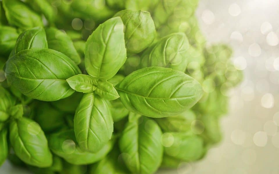 Dit is basilicum (Ocimum basilicum), een geurig kruid uit de muntfamilie dat vaak wordt gebruikt in de keuken. 