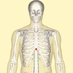 Positie van het zwaardvormig aanhangsel (xifoïd), aan de onderzijde van het borstbeen ter plaatse van het maagkuiltje