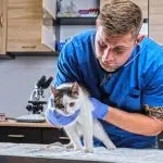 Dierenarts die een zieke kat onderzoekt met een stethoscoop in een dierenartskliniek