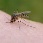 Muggenbeet