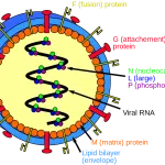 Een Nipah-virusinfectie is een virale infectie veroorzaakt door het Nipah-virus