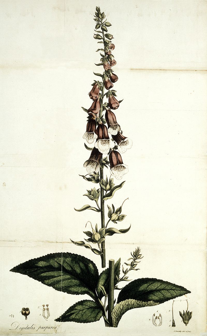 Botanische tekening van vingerhoedskruid / Bron: Wikimedia Commons