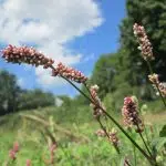 De beklierde duizendknoop (Persicaria lapathifolia) in zijn natuurlijke habitat