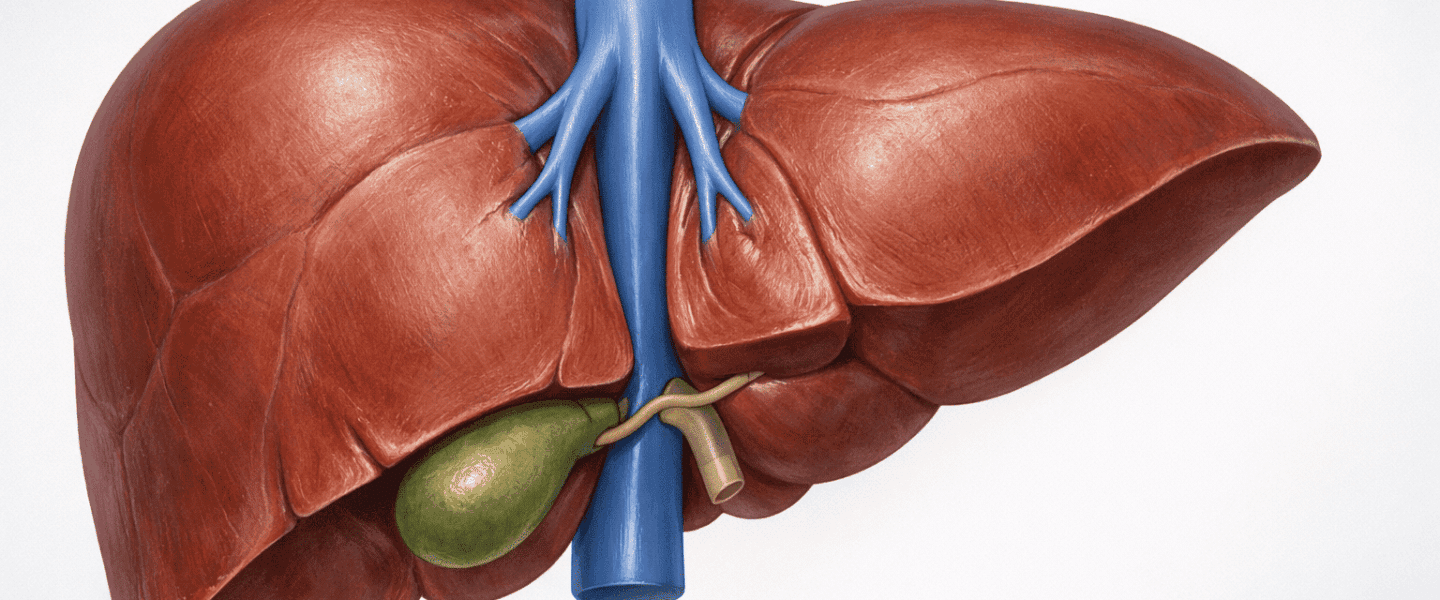 Anatomisch correcte medische illustratie van de lever vanuit posteroinferieur aanzicht met zichtbare vena cava inferior, drie hepatische venen en gedeeltelijk zichtbare galblaas