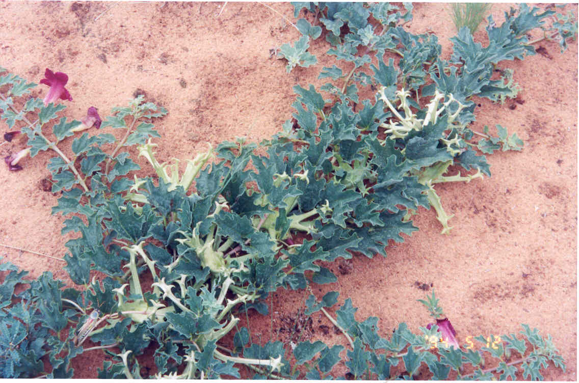 De afbeelding toont de plant Duivelsklauw, ofwel Harpagophytum procumbens.