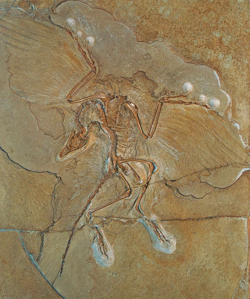 Fossiel van Archaeopteryx lithographica in kalksteen, met duidelijk zichtbare skeletdelen en afdrukken van veren, tentoongesteld in het Museum für Naturkunde in Berlijn.