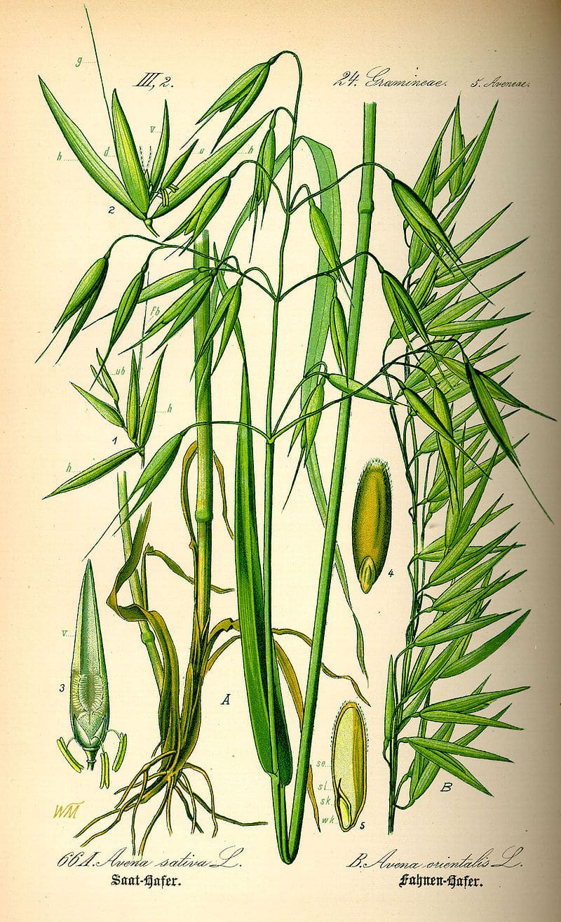 Botanische illustratie van gewone haver (Avena sativa) en troshaver (Avena orientalis) met wortels, halmen, bladeren en zaden.