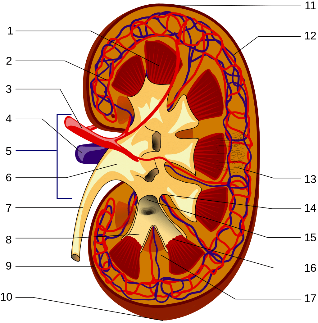 Het getoonde diagram illustreert de anatomische structuur van een menselijke nier in doorsnede, waarbij de verschillende onderdelen zijn genummerd voor identificatie.