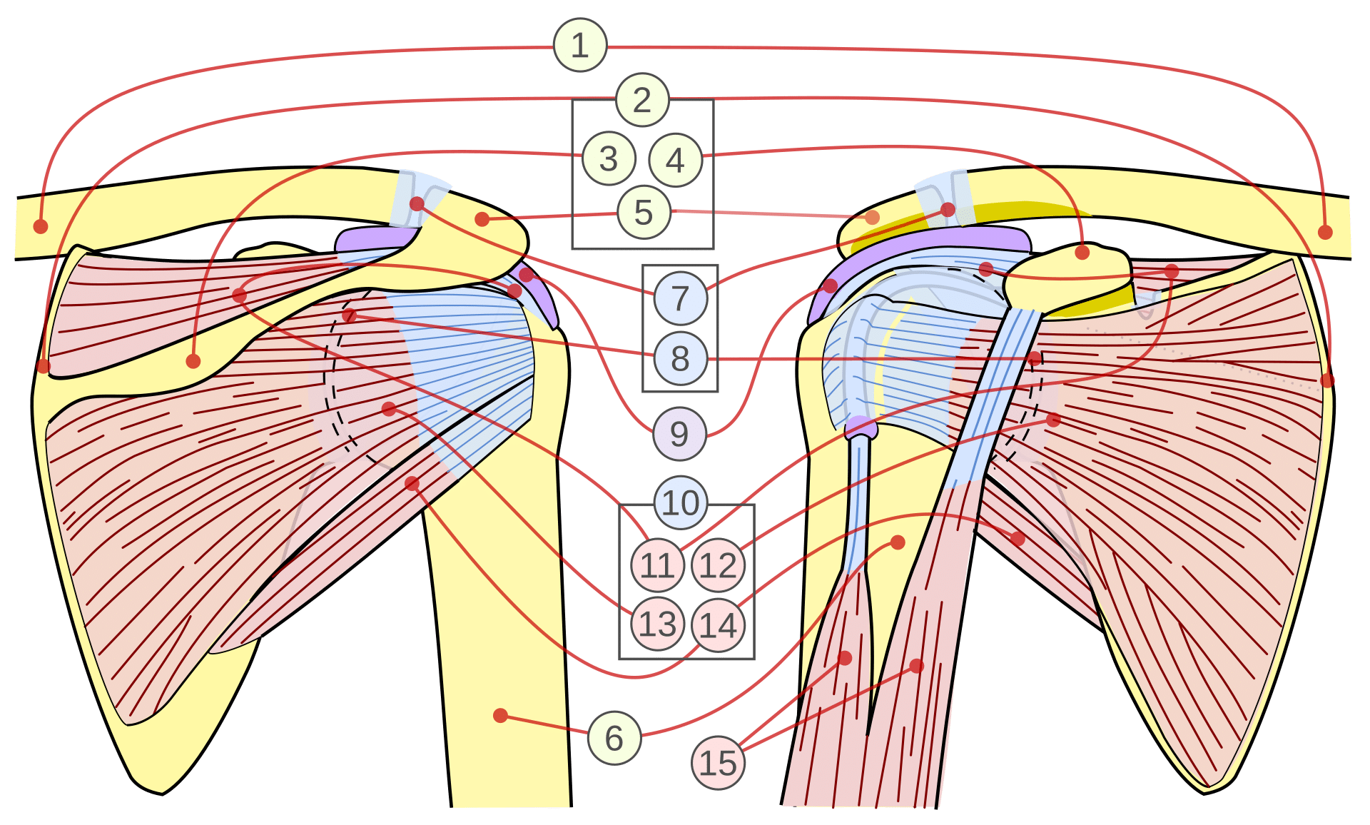 Anatomische illustratie van de schouderspieren en gewrichten, met labels voor botten, spieren, pezen en ligamenten aan beide zijden van het lichaam.