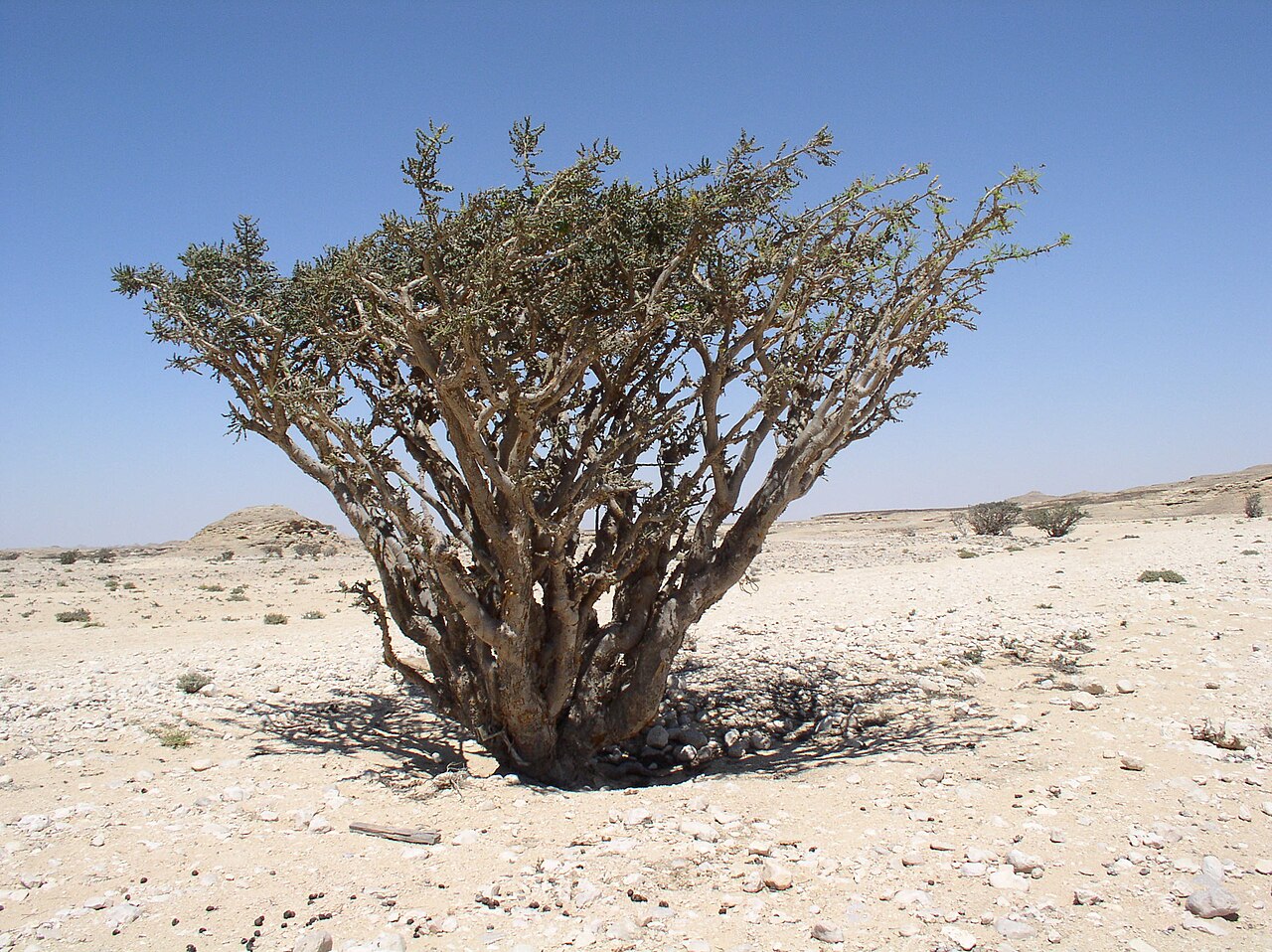 Een Boswellia sacra (wierookboom) in het droge woestijnlandschap van Dhofar, Oman, met vertakte stam en grijsgroene bladeren, groeiend op rotsachtige grond onder een heldere blauwe lucht.